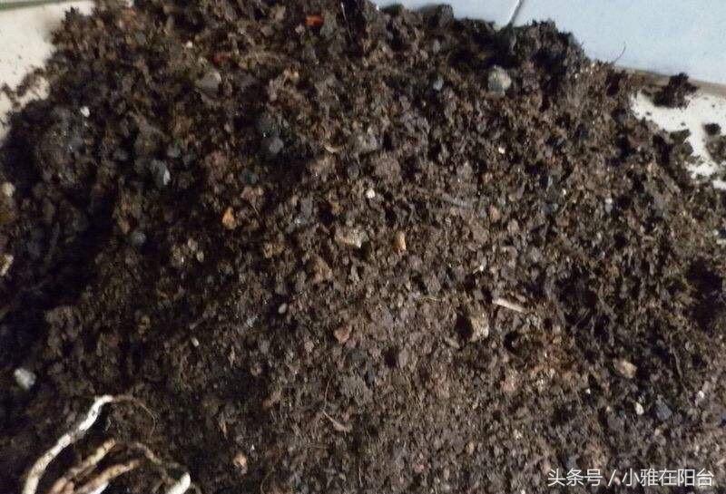 君子兰腐叶土的制作方法(详解君子兰的养殖方法)