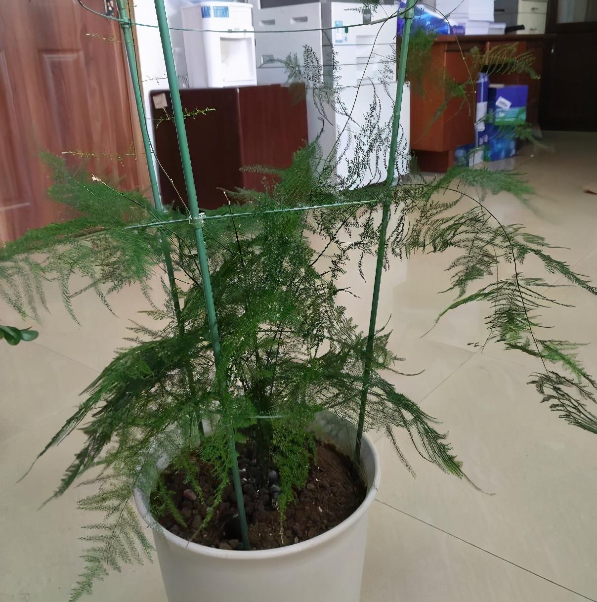 怎样养殖文竹不发黄