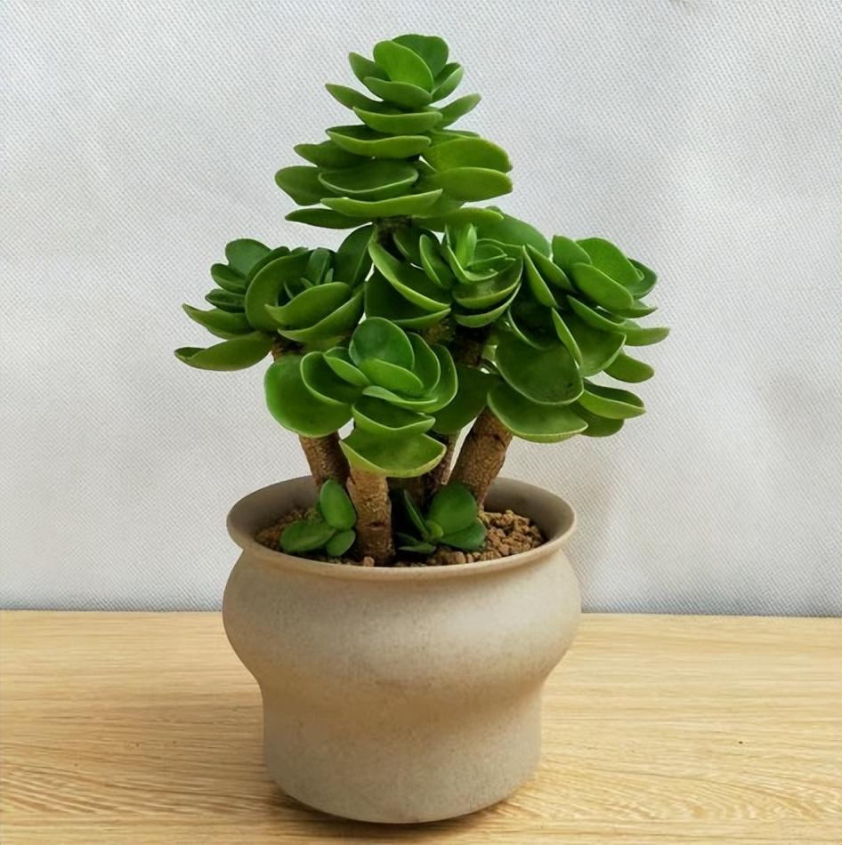 一年四季常青的树木有什么