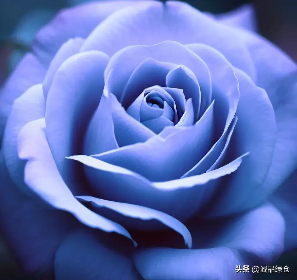 蓝色玫瑰有哪些品种
