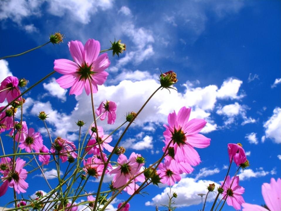 格桑花种子种植方法（格桑花浇水的正确方法）