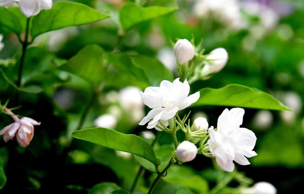 夏季的花都有哪些开放(六月代表花及花语)