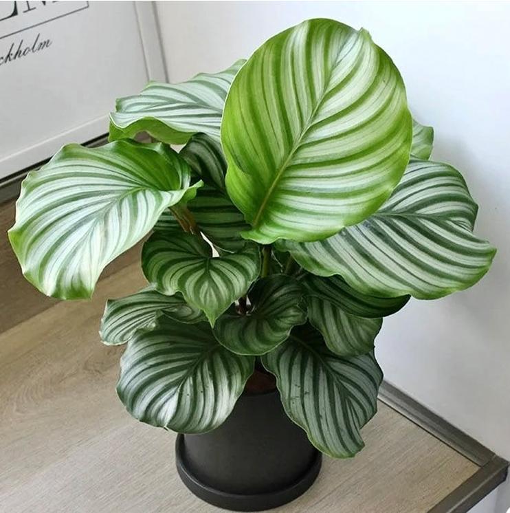 青苹果竹芋浇水的正确方法