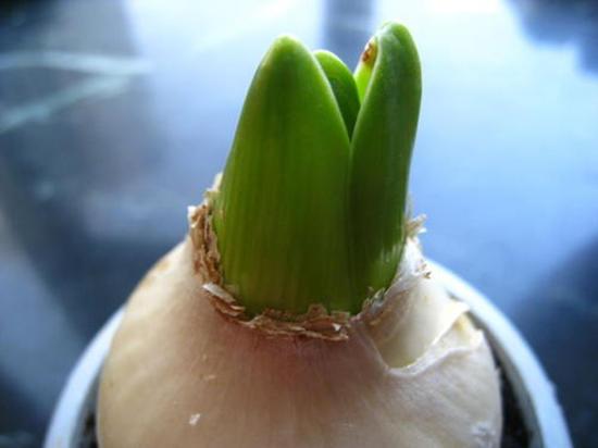 风信子种球烂了怎么办