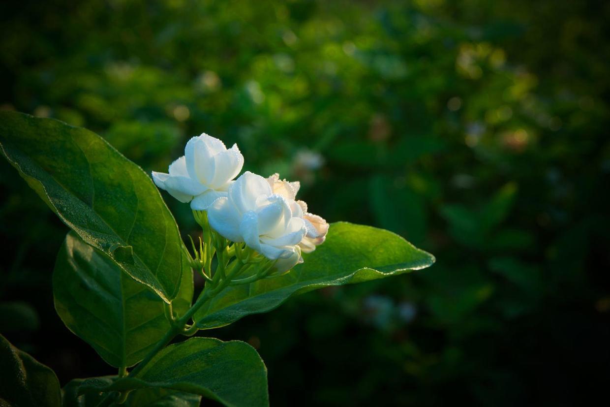 茉莉花时间开放(了解茉莉花的冷知识)