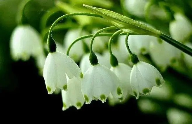 三月开什么花什么特点(盘点三月份开花的植物)