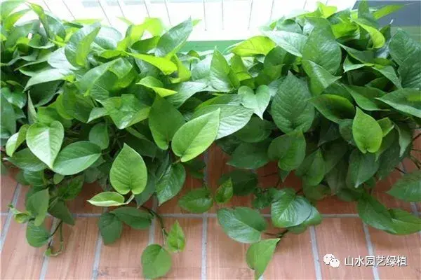 绿萝花语象征与寓意（养绿萝的好处）