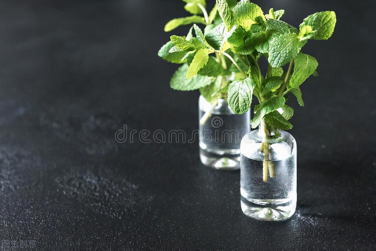 薄荷可以一直水培吗