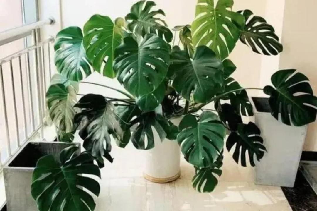 招财树盆景怎么养(详解招财树和发财树区别)