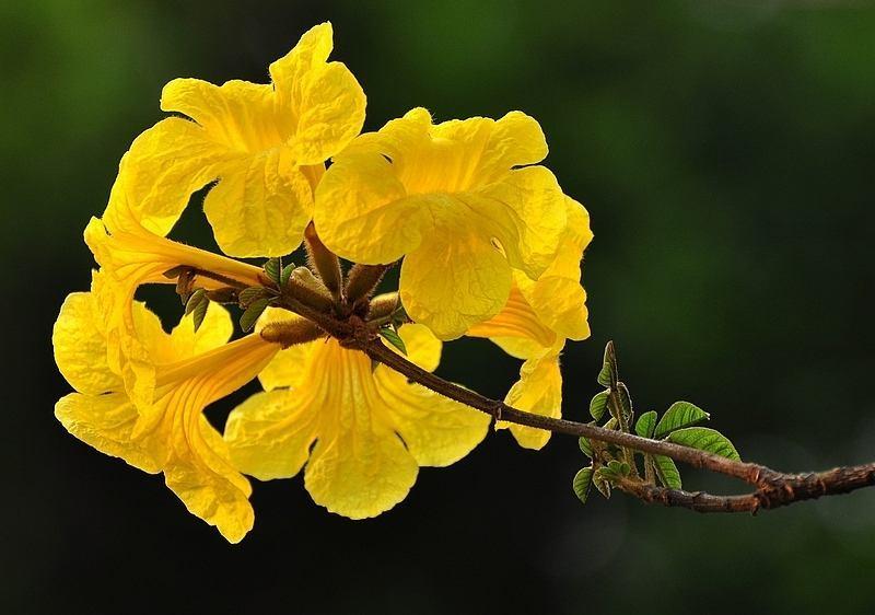 黄花风铃木花期多少天(路边绿化开黄花的树)