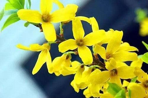 春天有什么花会开放(分享春天里盛开常见的花)