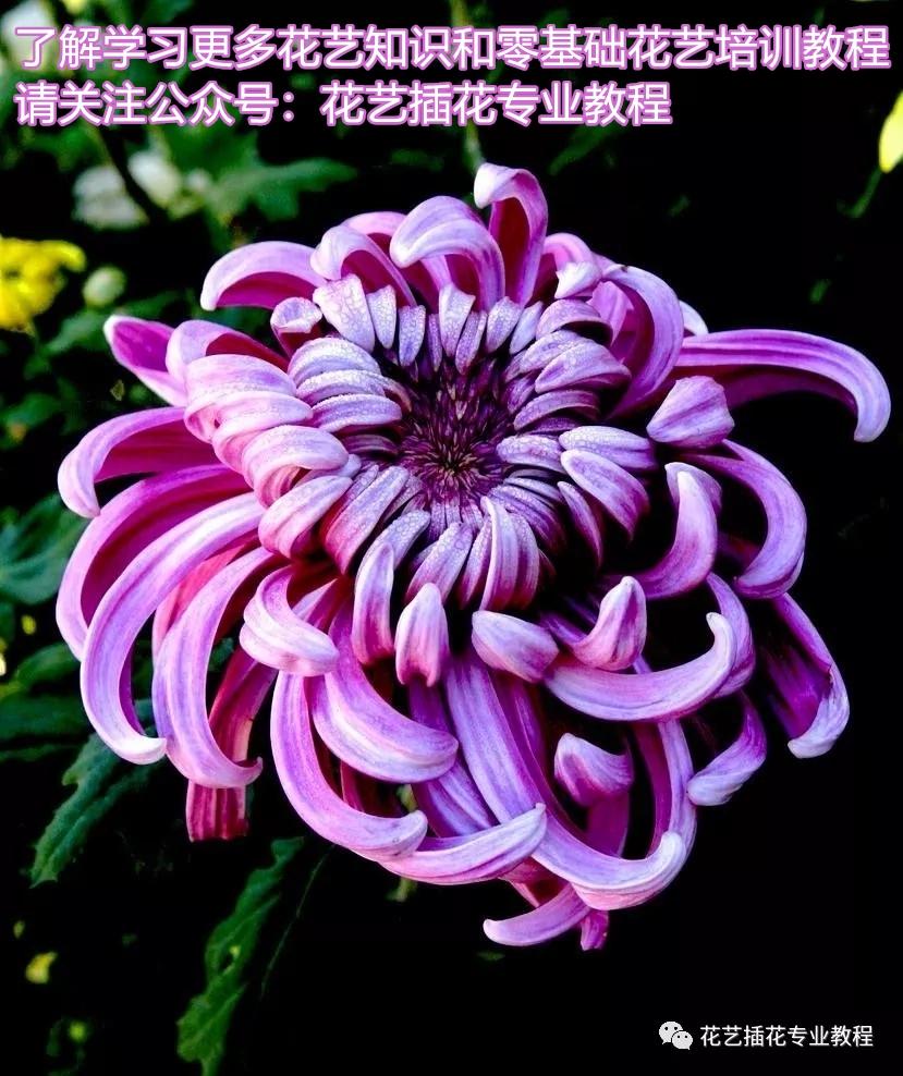 花朵的结构及功能(花的各部分结构和特点)