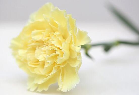 康乃馨寓意及花语(11朵康乃馨花语代表的含义)