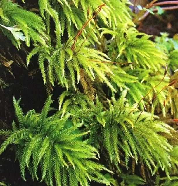 苔藓植物有哪些结构特点(常见的蕨类植物推荐)