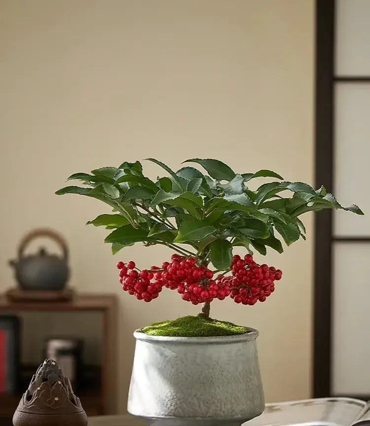 家里养茶花好不好养