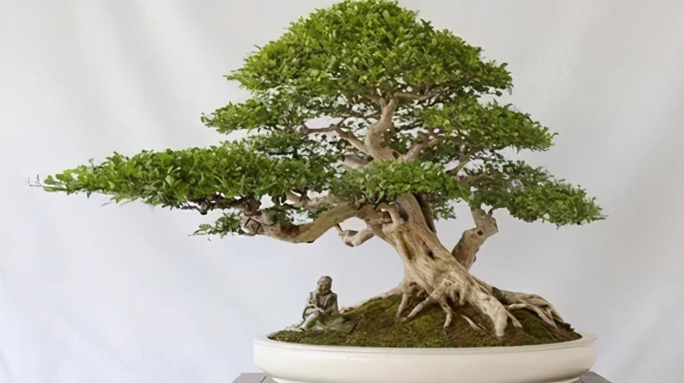 室内盆景树种大全(适合做盆景的植物)