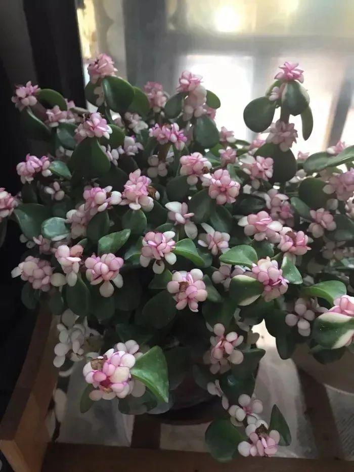多肉植物新手种植入门教程(种植多肉的方法和注意事项)