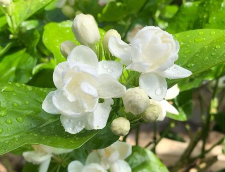 茉莉花的养殖方法和注意事项(茉莉多开花的诀窍)