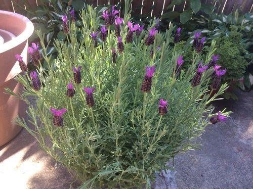 薰衣草盆栽的种植方法和过程
