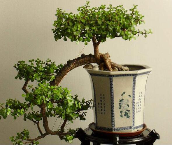 盆景制作方法(盆景制作入门教程)