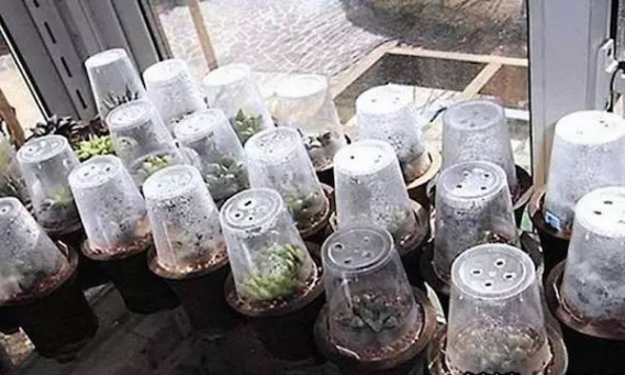 姬玉露能长多大