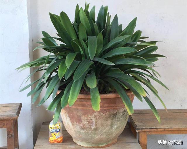 君子兰种子什么时候成熟的(关于君子兰的修剪方法图解)