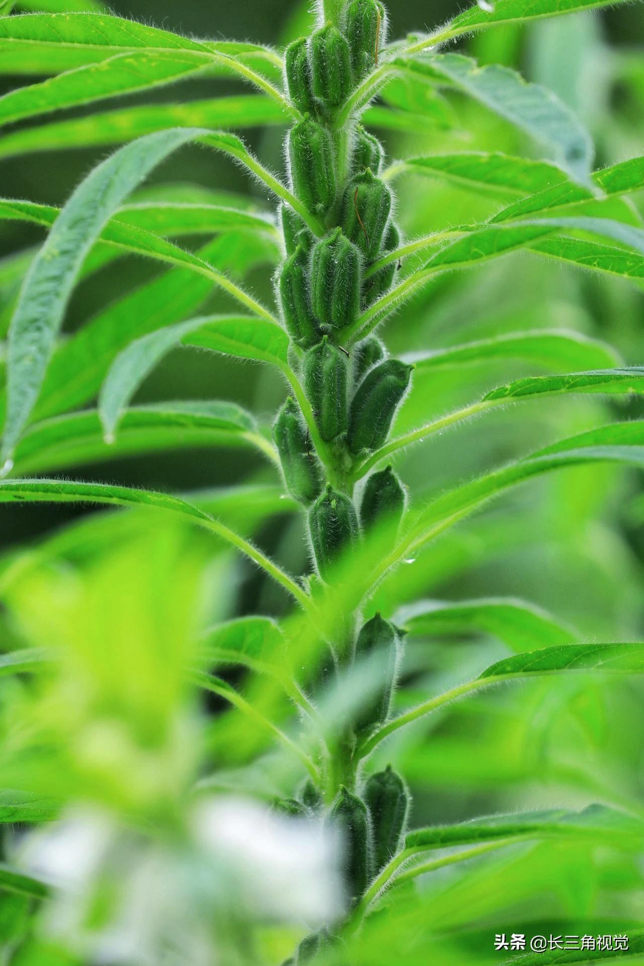 芝麻树长什么样子(野生山芝麻图片)