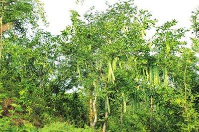 皂荚树和皂角树的区别(了解皂角树的价值)