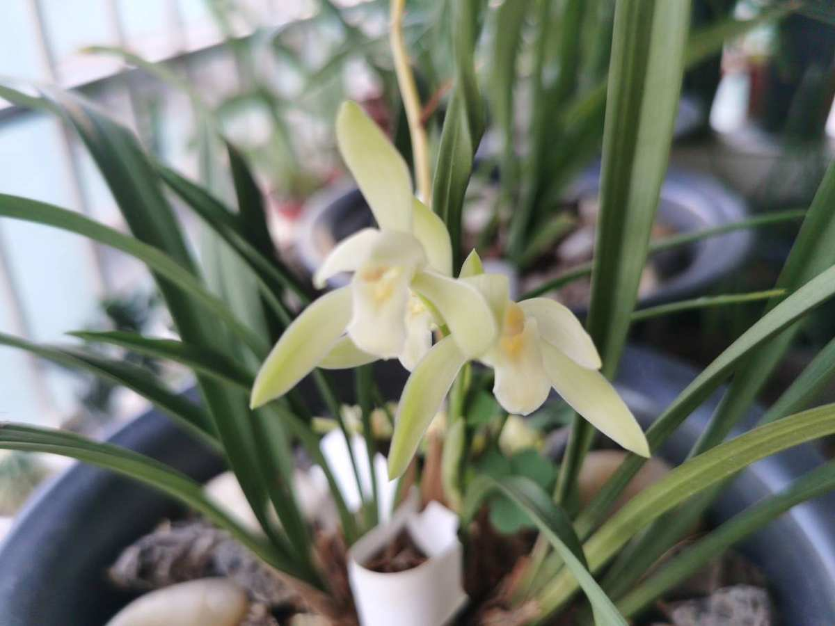 夏天开的花有哪些(关于夏季花卉都有的品种)