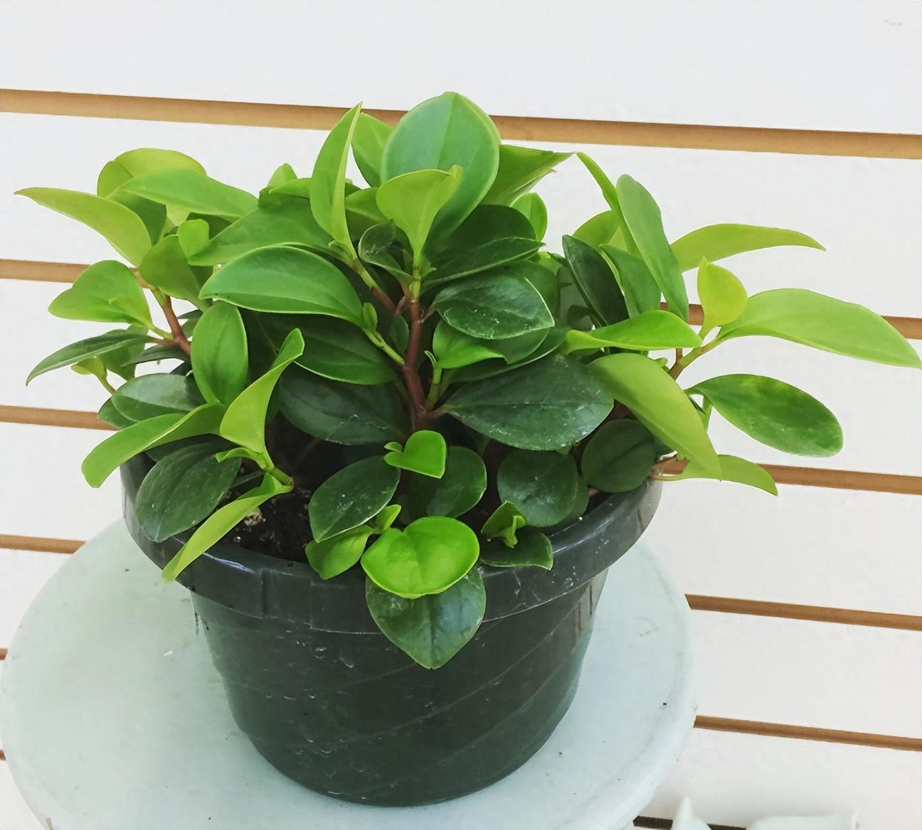 室内盆景植物有哪些品种