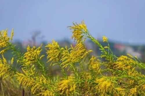 加拿大一枝花什么时候开花(详解加拿大一枝黄花分布范围)