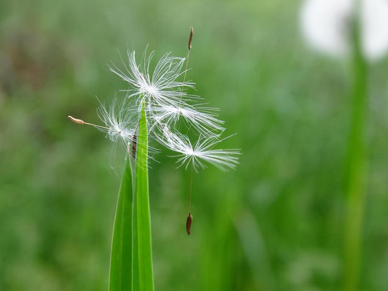 苍耳靠什么传播种子(苍耳传播种子的方法讲解)