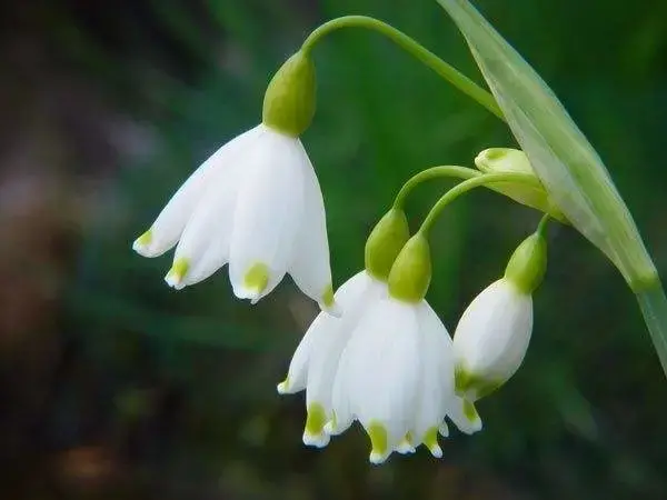 三月开什么花什么特点(盘点三月份开花的植物)
