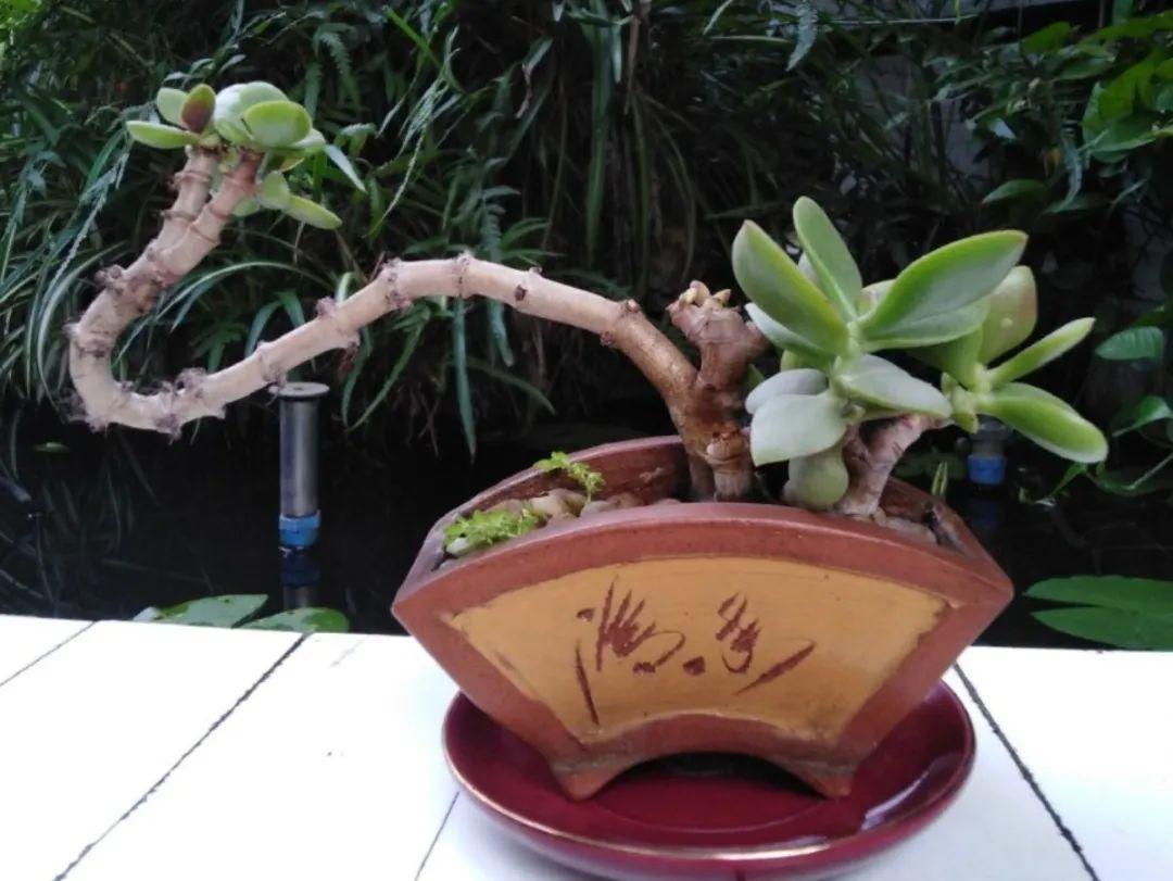 好看的室内植物盆景十大排名(分享易活的客厅绿植)