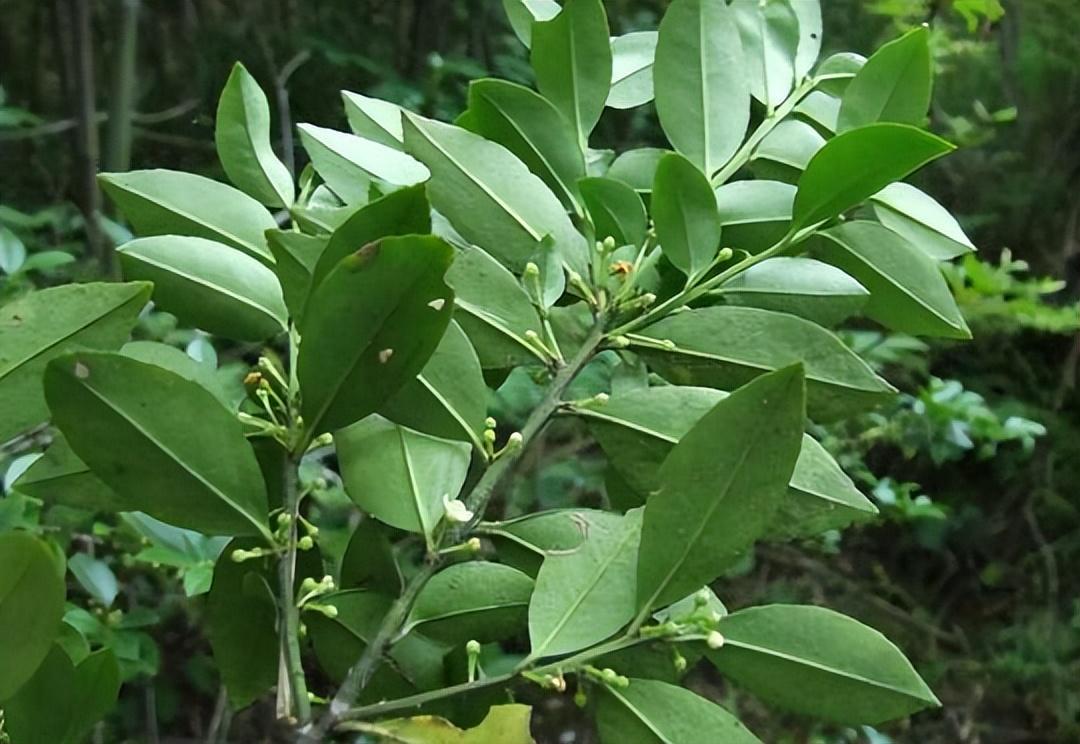 厚叶冬青是什么科(园林绿化植物品种)