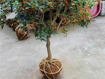 桂花移栽的最佳时间(秋天移栽桂花注意事项)