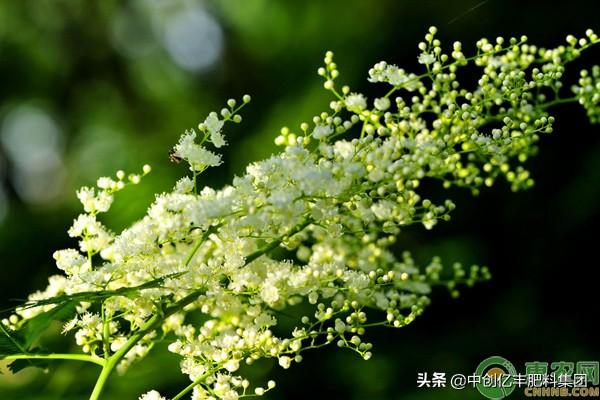 盆景珍珠梅开花时间
