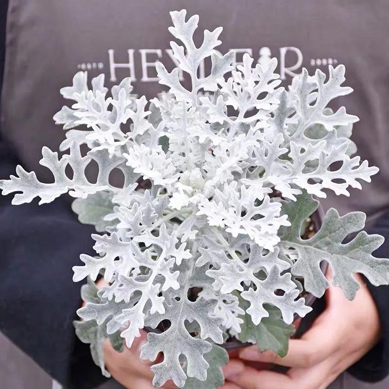 银叶菊的养殖方法(详解银叶菊的特征)