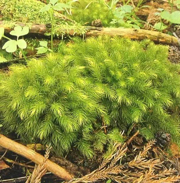 苔藓植物有哪些结构特点(常见的蕨类植物推荐)