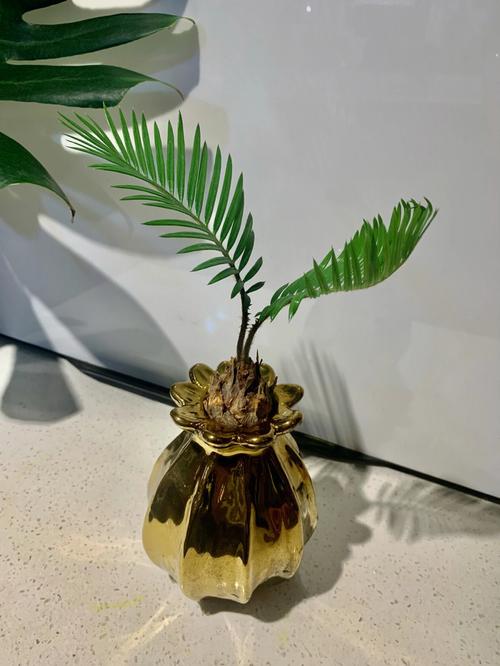 水培铁树养殖方法有哪些
