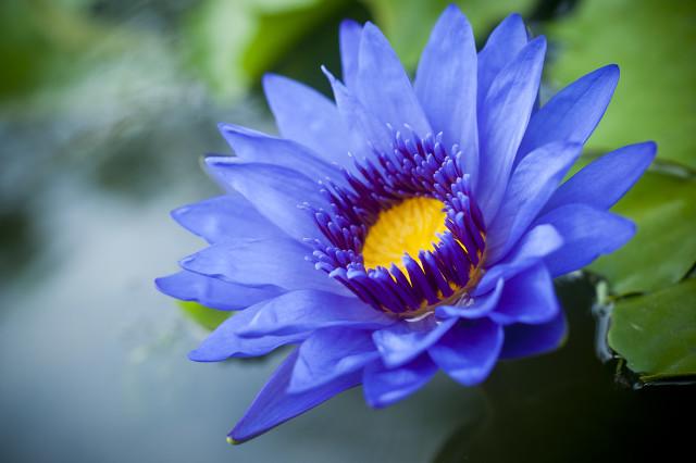 蓝莲花代表什么意思(关于蓝莲花的花语和传说)