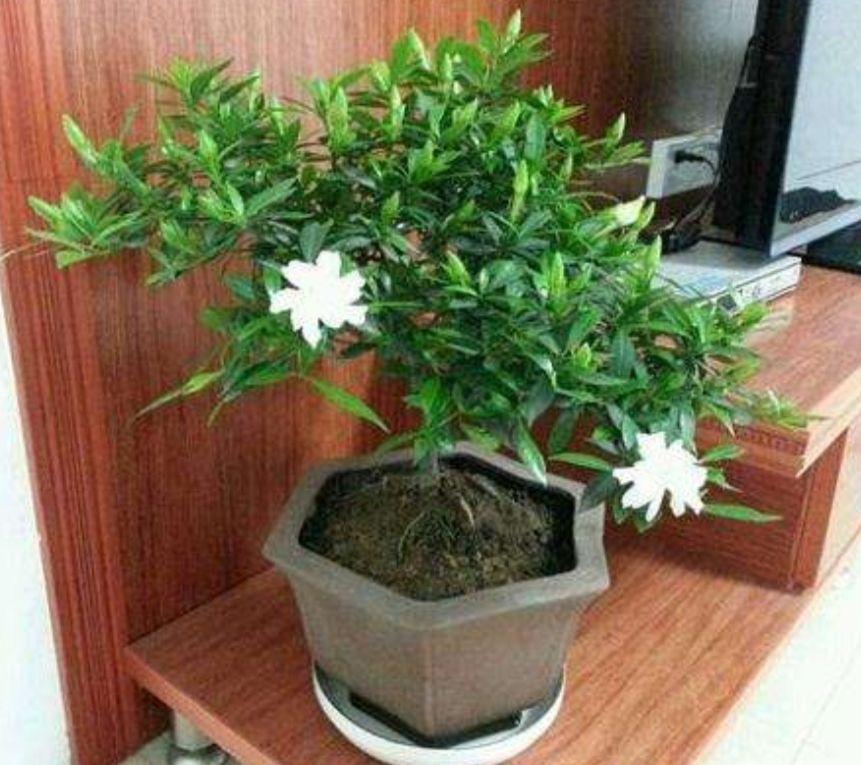 栀子花小苗几年能开花结果（关于栀子花的种植方法）