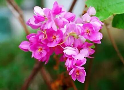 春夏秋冬各有什么花开放(四季最有代表性的花)