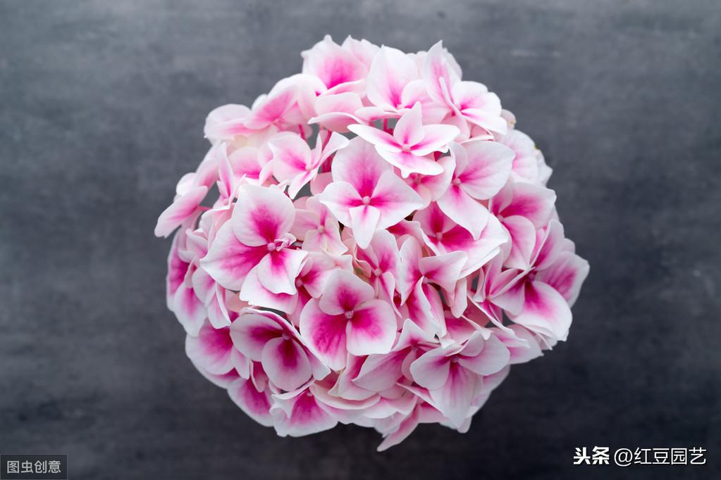 蓝色绣球花语及寓意(关于绣球花的寓意和象征意义)