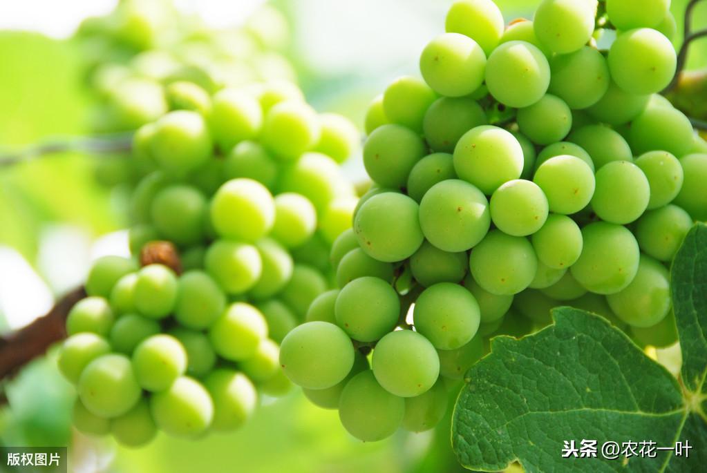 怎样种植大棚葡萄树(关于种植葡萄的技术方法)
