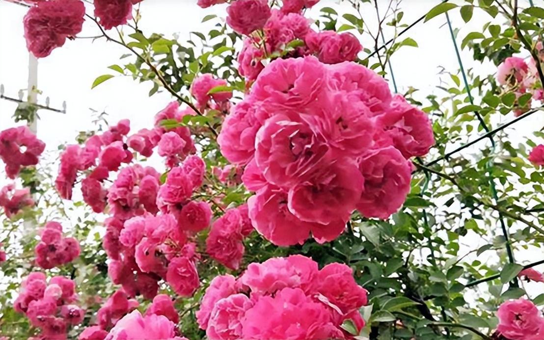 木香花为什么叫鬼招手(木香花的风水禁忌)