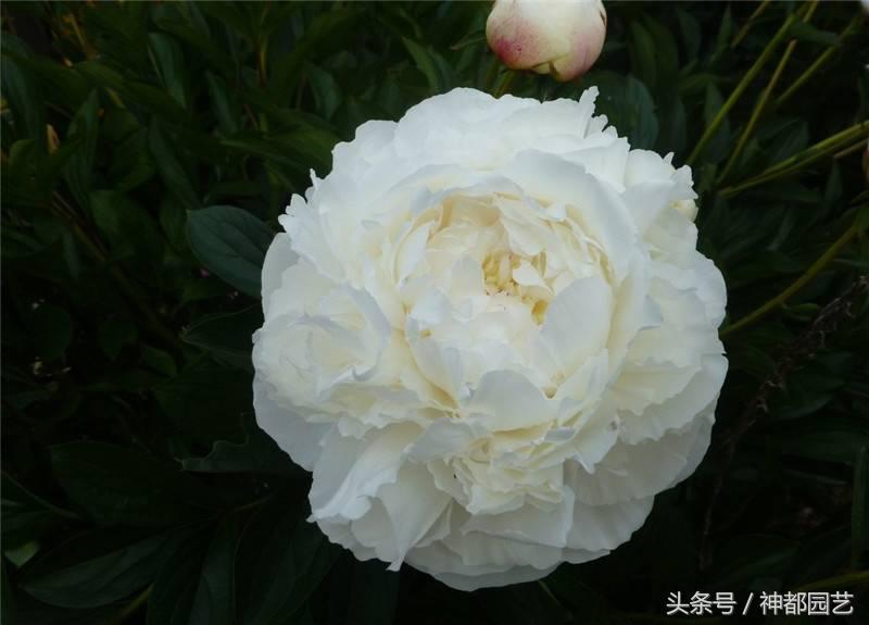 白色蔷薇花的花语是什么（介绍开白色花的植物）