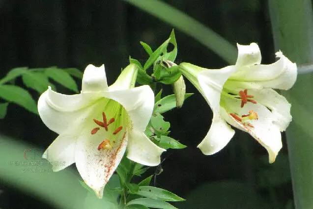 常见的植物有哪些(绿化路边花草品种)