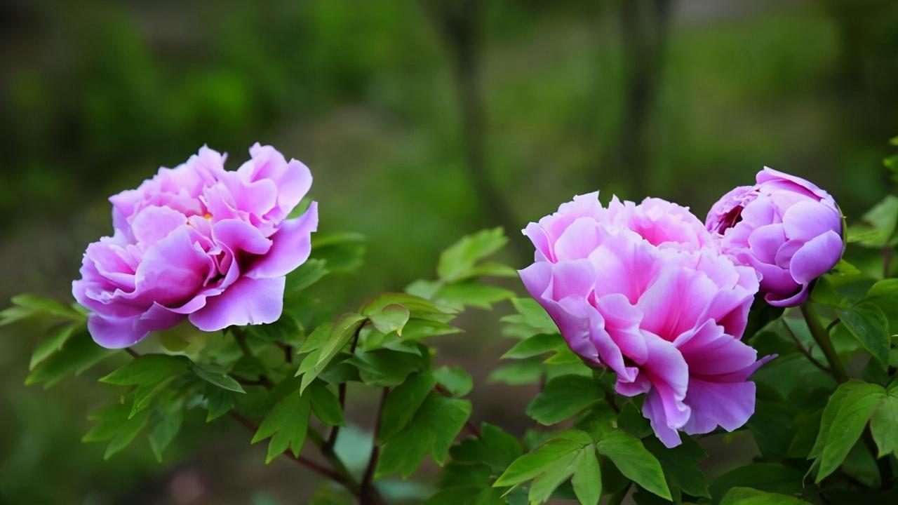 不同花的开放时间有哪些(24小时各种花开放的时间)