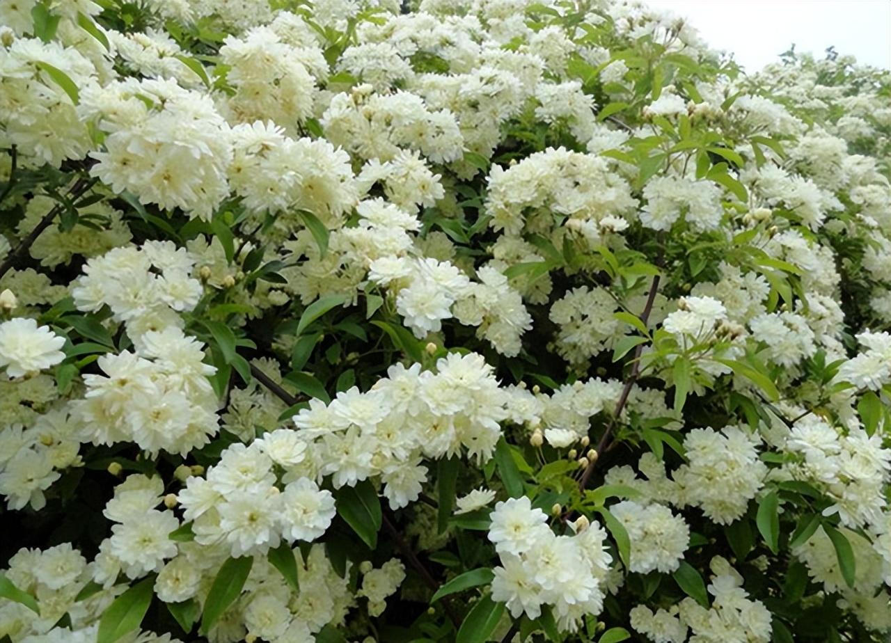 木香花为什么叫鬼招手(木香花的风水禁忌)